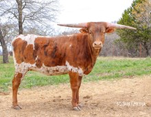 CAROLINAS CRACKER JACK