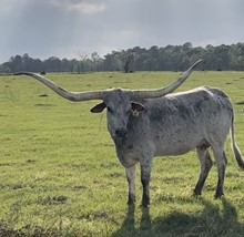 Silver Ghost
