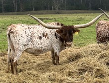 STOCKTONS COWGIRL