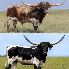 🔵🦆Phantom x Panda