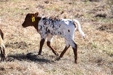 Brazos Florrie 14/26