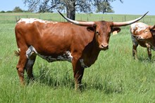 Brazos Truffle 6/23