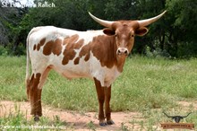SEL COWGIRL'S REB