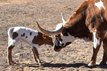 SEL POCKETFUL OF SUNSHINE