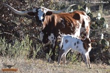 TOUCH OF BEAUTY BULL 2025