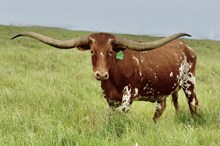 HL PURE COUNTRY