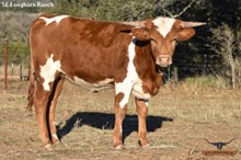 SEL WALKING ON SUNSHINE