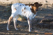 TOUCH OF BEAUTY BULL 2025