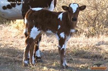 SEL REB'S TEMPTING BRAVA