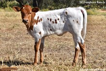 SEL IRIS REB'S QUEEN