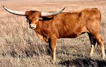 GLR HANGIN' TEXANA TUFF