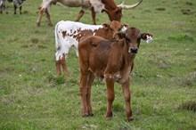 Barbed Wire Bull Calf