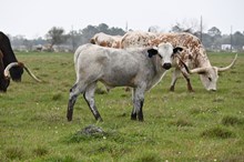 Marshals Blue Sapphire Bull Calf 12/24