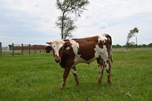 Rowdy Cowgirl Bull Calf
