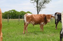Lady Memory Bull Calf