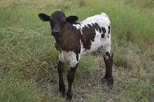 Bout x Magic heifer calf