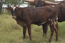 Bout x Porta heifer calf 