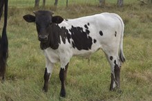Bout x stormy bull calf