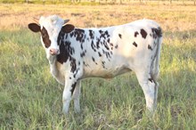 Bout x Texana heifer calf 