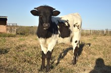 Bout x stormy bull calf