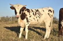 Bout x Texana heifer calf 