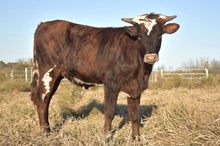 Bout x Porta heifer calf 