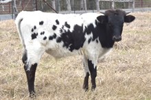 Bout x stormy steer calf
