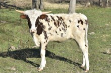 ECL Formal Margarita