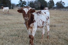 Silver Midnight Rider