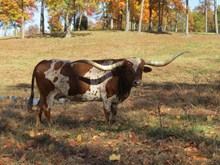 HORSESHOE J DELICIOUS