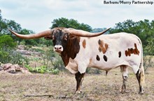 RJF COWBOY REB