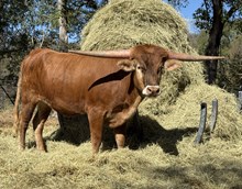 M7 Patty’s Rose 🌹 