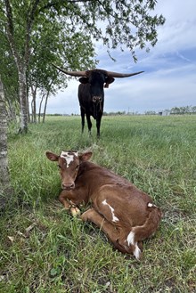 Bout x Porta heifer calf 