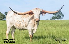 Brazos Springtime 47/22