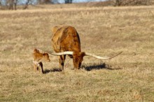 MBR Maverick’s Gem