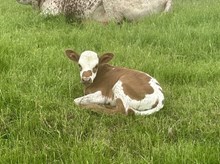 Jammin Rex x DH Tari heifer calf
