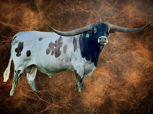 SEMEN-RJF COWBOY REB-1 SEXED STRAW