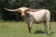 SLL TEXANNE