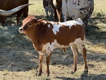 BANKER X BEAUTIFUL HEART