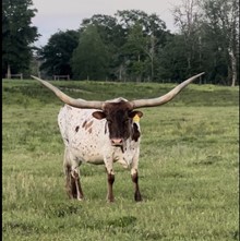 STOCKTONS COWGIRL