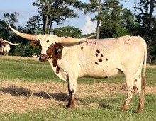 NACC Never Say Never