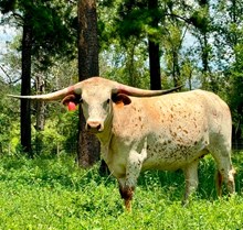 Brazos Springtime 47/22