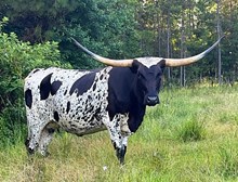 RL RAINMAKER'S COWGIRL