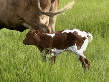 Jammin Rex x Dunn Sashay heifer calf 