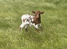 Jammin Rex x Whip Er heifer calf