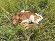 Jammin Rex x Catch You heifer calf 