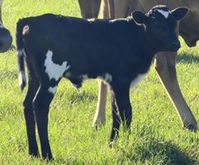 NACC Important Example