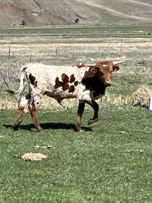 Hangin Tuff X Sassie Aussie 24 Bull