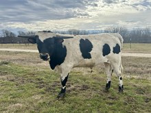 Lights Out x Fast Labor bull calf