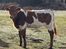 8/28/24 TEXAPPEAL HEIFER
